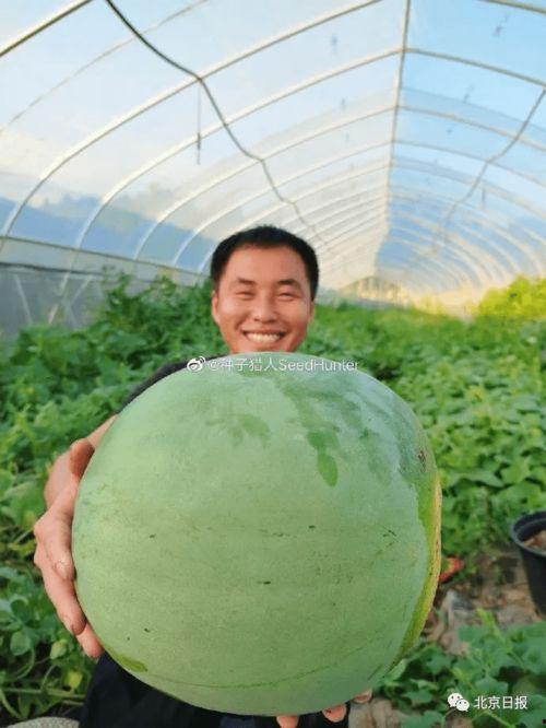 免费吃瓜长什么样子,免费吃瓜背后的神秘世界揭秘 第1张 免费吃瓜长什么样子,免费吃瓜背后的神秘世界揭秘 第1张